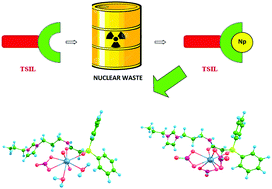 Graphical abstract: Studies on neptunium complexation with CMPO- and diglycolamide-functionalized ionic liquids: experimental and computational studies