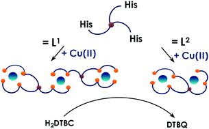 Graphical abstract: Tuning the coordination properties of multi-histidine peptides by using a tripodal scaffold: solution chemical study and catechol oxidase mimicking