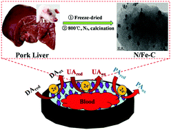 Graphical abstract: Uniformly distributed and in situ iron–nitrogen co-doped porous carbon derived from pork liver for rapid and simultaneous detection of dopamine, uric acid, and paracetamol in human blood serum