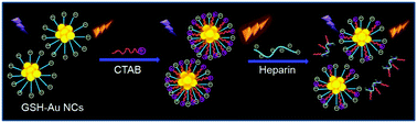 Graphical abstract: Highly selective and sensitive detection of heparin based on competition-modulated assembly and disassembly of fluorescent gold nanoclusters