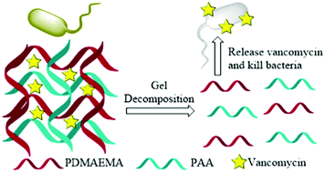 Graphical abstract: Hydrogel degradation triggered by pH for the smart release of antibiotics to combat bacterial infection