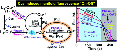 Graphical abstract: A unique cysteine selective water soluble fluorescent probe operable in multiple sensing cycles for the detection of biogenic cysteine in multicellular living species