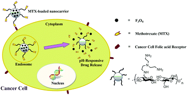 Graphical abstract: Biocompatible magnetic tris(2-aminoethyl)amine functionalized nanocrystalline cellulose as a novel nanocarrier for anticancer drug delivery of methotrexate
