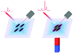 Graphical abstract: Fabrication of Fe3O4@SiO2@Ag magnetic–plasmonic nanospindles as highly efficient SERS active substrates for label-free detection of pesticides