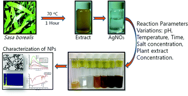 Graphical abstract: Sasa borealis leaf extract-mediated green synthesis of silver–silver chloride nanoparticles and their antibacterial and anticancer activities