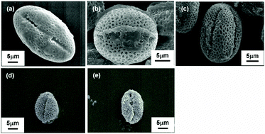 Graphical abstract: Fabrication of hollow silica–nickel particles for the hydrolytic dehydrogenation of ammonia borane using rape pollen templates