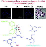 Graphical abstract: Substituted bidentate and ancillary ligands modulate the bioimaging properties of the classical Re(i) tricarbonyl core with yeasts and bacteria