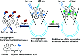 Graphical abstract: Sensitive and selective ratiometric fluorescent detection of monosaccharides in aqueous solutions at physiological pH using self-assembled peptides with different aromatic side chains