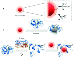 Graphical abstract: l-Cysteine-capped CdTe quantum dots as a fluorescent probe for sequential detection of lysozyme and trypsin