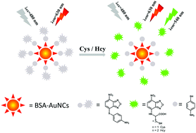Graphical abstract: A gold nanocluster-based ratiometric fluorescent probe for cysteine and homocysteine detection in living cells