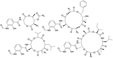 Graphical abstract: Antimycin-type depsipeptides: discovery, biosynthesis, chemical synthesis, and bioactivities