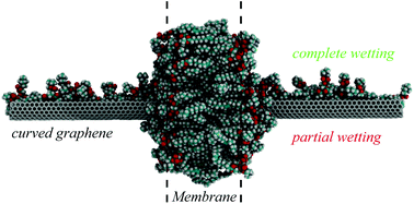 Graphical abstract: Complete wetting of graphene by biological lipids