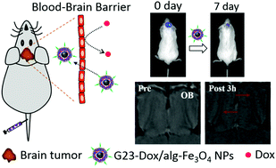 Graphical abstract: Evaluation of blood–brain barrier-stealth nanocomposites for in situ glioblastoma theranostics applications
