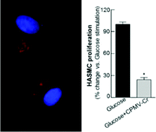 Graphical abstract: Anti-atherogenic effect of trivalent chromium-loaded CPMV nanoparticles in human aortic smooth muscle cells under hyperglycemic conditions in vitro