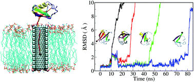 Graphical abstract: Sequential protein unfolding through a carbon nanotube pore