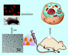 Graphical abstract: Fluorescent supramolecular micelles for imaging-guided cancer therapy