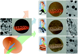 Graphical abstract: Modulation of population density and size of silver nanoparticles embedded in bacterial cellulose via ammonia exposure: visual detection of volatile compounds in a piece of plasmonic nanopaper