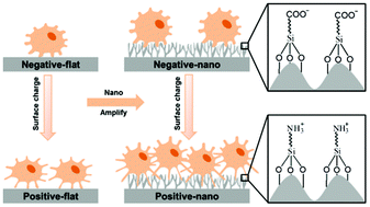 Graphical abstract: Amplified effect of surface charge on cell adhesion by nanostructures