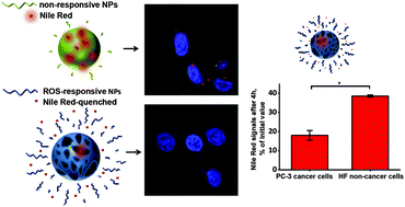 Graphical abstract: Fluorescent boronate-based polymer nanoparticles with reactive oxygen species (ROS)-triggered cargo release for drug-delivery applications