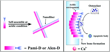 Graphical abstract: Self-assembling bisphosphonates into nanofibers to enhance their inhibitory capacity on bone resorption