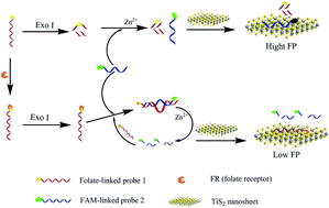 Graphical abstract: A TiS2 nanosheet enhanced fluorescence polarization biosensor for ultra-sensitive detection of biomolecules