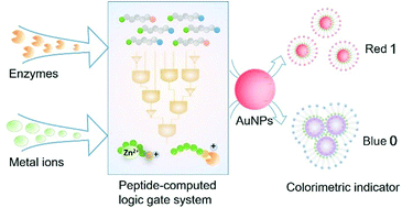 Graphical abstract: A biomimetic colorimetric logic gate system based on multi-functional peptide-mediated gold nanoparticle assembly
