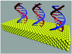 Graphical abstract: Molecular conductance of double-stranded DNA evaluated by electrochemical capacitance spectroscopy