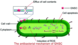 Graphical abstract: Antibacterial properties and mechanisms of gold–silver nanocages