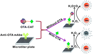 Graphical abstract: Ultrasensitive fluorescence immunoassay for detection of ochratoxin A using catalase-mediated fluorescence quenching of CdTe QDs