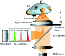 Graphical abstract: 3D multiplexed immunoplasmonics microscopy