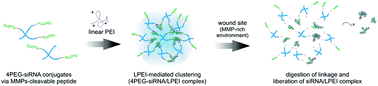 Graphical abstract: Clustering siRNA conjugates for MMP-responsive therapeutics in chronic wounds of diabetic animals