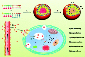 Graphical abstract: Hierarchical design of a polymeric nanovehicle for efficient tumor regression and imaging