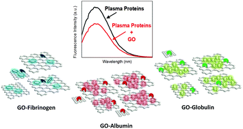 Graphical abstract: Molecular interactions of graphene oxide with human blood plasma proteins