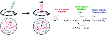 Graphical abstract: Transdermal thiol–acrylate polyethylene glycol hydrogel synthesis using near infrared light