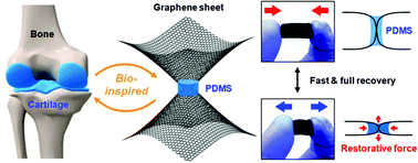 Graphical abstract: Cartilage-inspired superelastic ultradurable graphene aerogels prepared by the selective gluing of intersheet joints