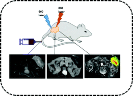 Graphical abstract: Monitoring of the tumor response to nano-graphene oxide-mediated photothermal/photodynamic therapy by diffusion-weighted and BOLD MRI
