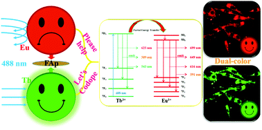 Graphical abstract: Eu/Tb codoped spindle-shaped fluorinated hydroxyapatite nanoparticles for dual-color cell imaging