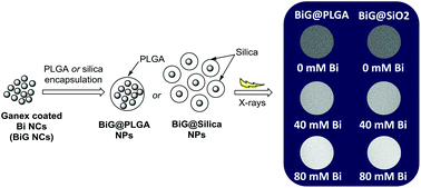 Graphical abstract: Surface engineering of bismuth nanocrystals to counter dissolution
