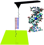 Graphical abstract: Force measurements reveal how small binders perturb the dissociation mechanisms of DNA duplex sequences