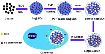 Graphical abstract: A novel and facile synthesis of porous SiO2-coated ultrasmall Se particles as a drug delivery nanoplatform for efficient synergistic treatment of cancer cells