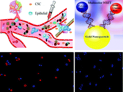 Graphical abstract: Designing a multicolor long range nanoscopic ruler for the imaging of heterogeneous tumor cells