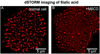 Graphical abstract: Mechanistic insights into the distribution of carbohydrate clusters on cell membranes revealed by dSTORM imaging