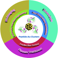 Graphical abstract: Peptide protected gold clusters: chemical synthesis and biomedical applications