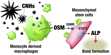 Graphical abstract: Carbon nanohorns allow acceleration of osteoblast differentiation via macrophage activation