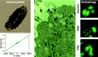 Graphical abstract: Lanthanide co-doped paramagnetic spindle-like mesocrystals for imaging and autophagy induction