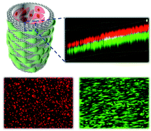 Graphical abstract: Tubular inverse opal scaffolds for biomimetic vessels