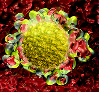 Graphical abstract: Decoration of gold nanoparticles with cysteine in solution: reactive molecular dynamics simulations