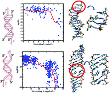 Graphical abstract: Dramatic changes in DNA conductance with stretching: structural polymorphism at a critical extension