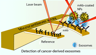 Graphical abstract: Nanomechanical sandwich assay for multiple cancer biomarkers in breast cancer cell-derived exosomes