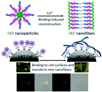 Graphical abstract: Bio-inspired metal ions regulate the structure evolution of self-assembled peptide-based nanoparticles